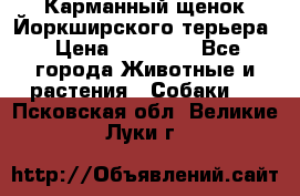 Карманный щенок Йоркширского терьера › Цена ­ 30 000 - Все города Животные и растения » Собаки   . Псковская обл.,Великие Луки г.